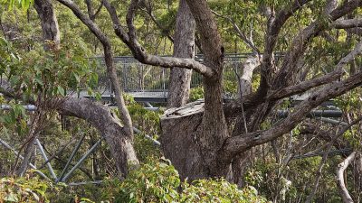 Tree Top Walk