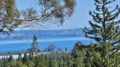 The Redwoods Treewalk, Ohope Beach