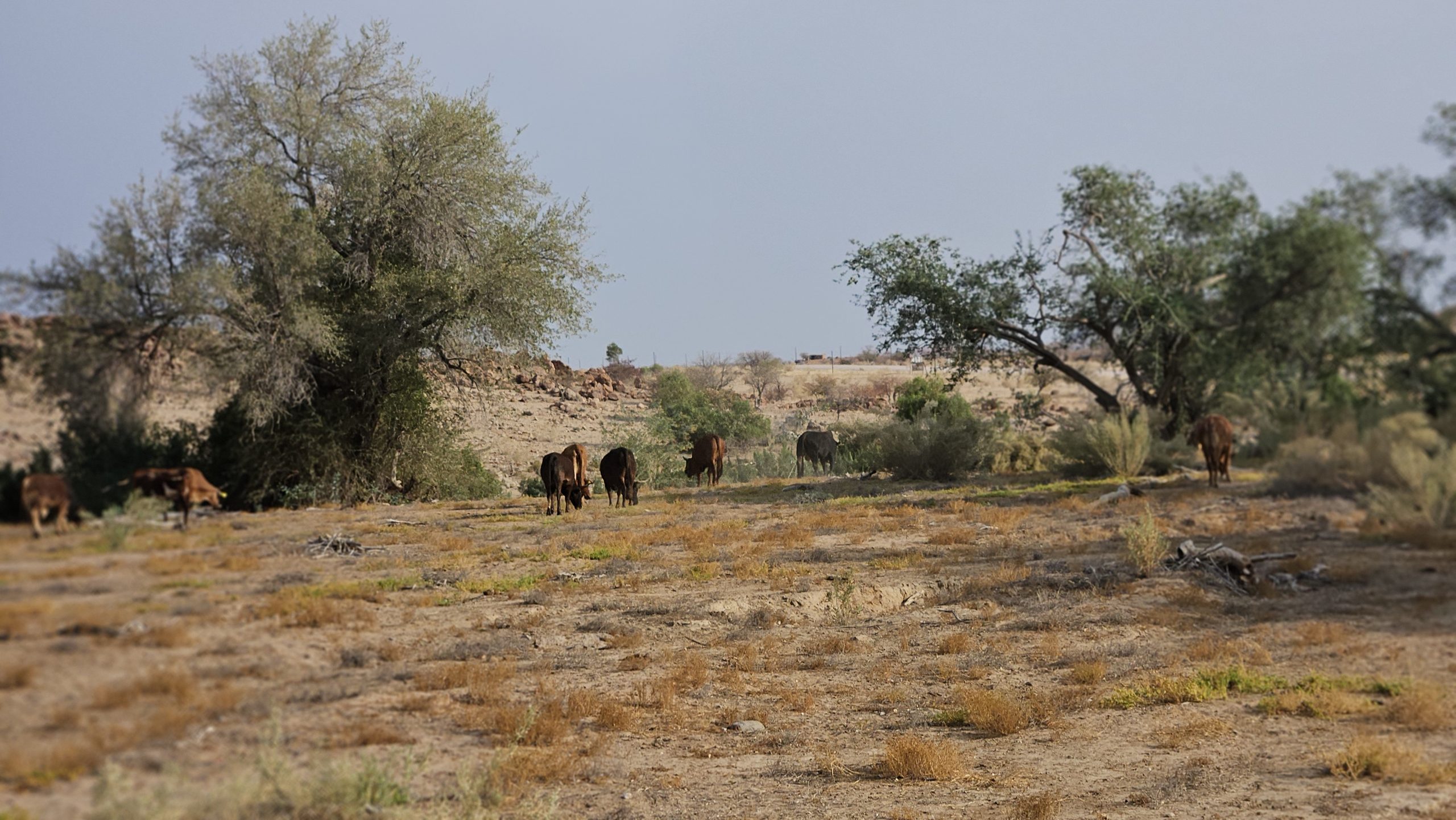 Damaraland
